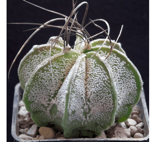 Астрофитум Козерог "Крупный" (3 шт.) / Astrophytum Capricorne v. Major